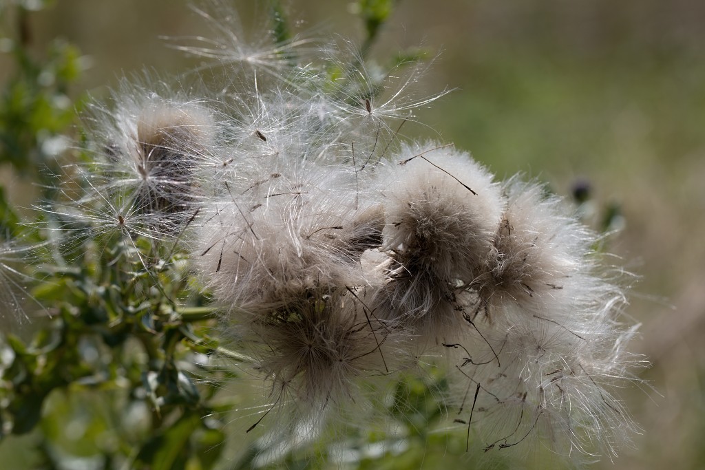 hellegatsplaten natuurgebied natuur staatsbosbeheer goeree overflakkee heckrunderen hdr fjordenpaarden vogelkijkhut